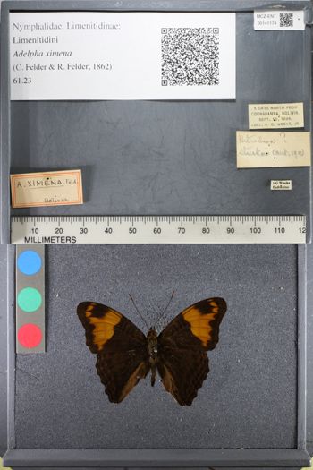 Media type: image;   Entomology 141174
